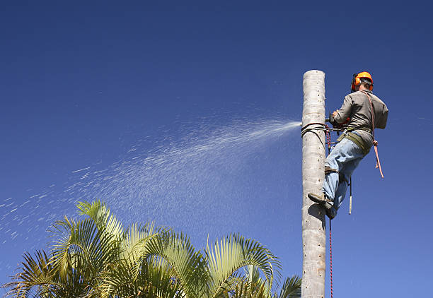 Fair Oaks, GA Tree Care Company