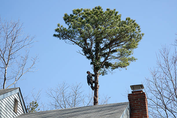How Our Tree Care Process Works  in  Fair Oaks, GA